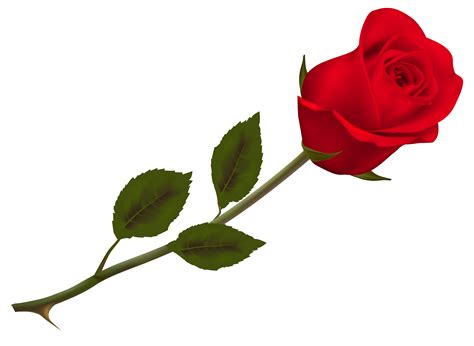Rose Wallpaper Transparent Beautiful Red Rose Png Picture Png