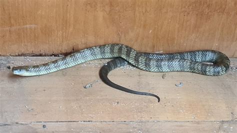 Westerfolds Park Eastern Tiger Snake Found In Parks Victoria Office Herald Sun