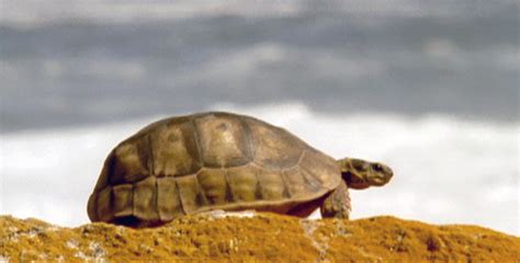 The Reptiles Turtles And Tortoises Turtle Tales Nature Pbs