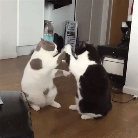 You Know What Today Needs More Cats With Images Cat Fight Gif