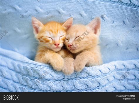 Baby Cat. Ginger Image & Photo (Free Trial) | Bigstock