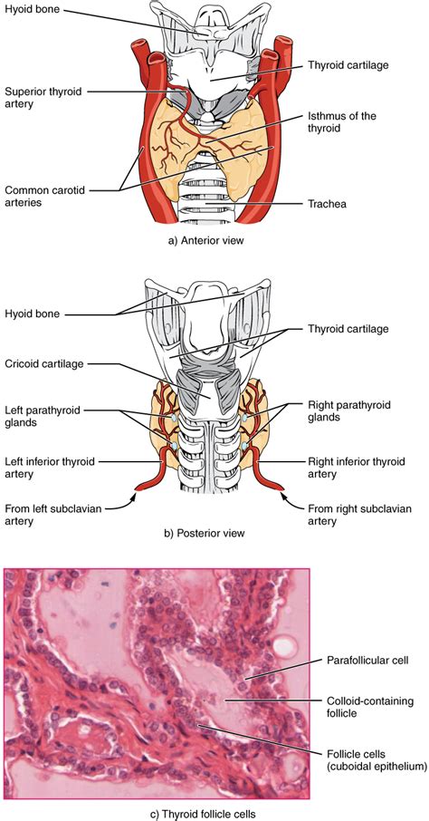 The Thyroid Gland · Anatomy And Physiology