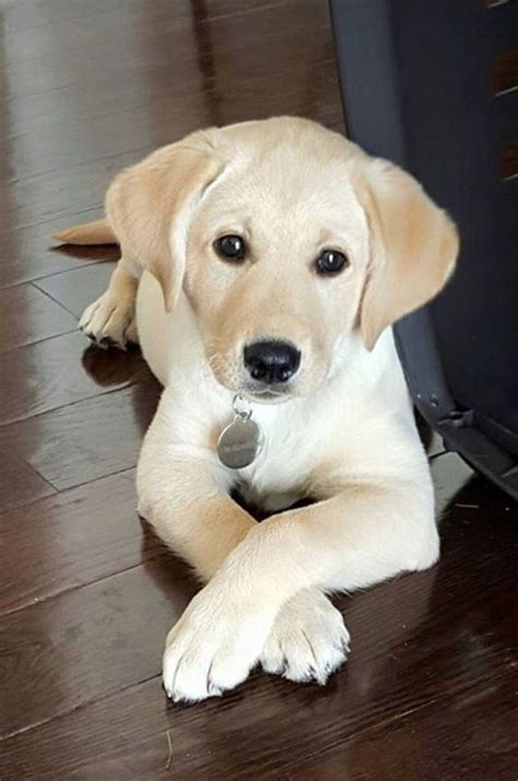 Top 12 Foods Your Dog Should Never Eat Cute Labrador