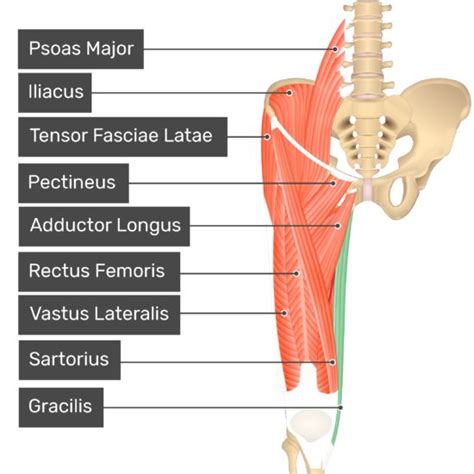 The Anterior View Of The Thigh Pelvis And Lower Section Of The