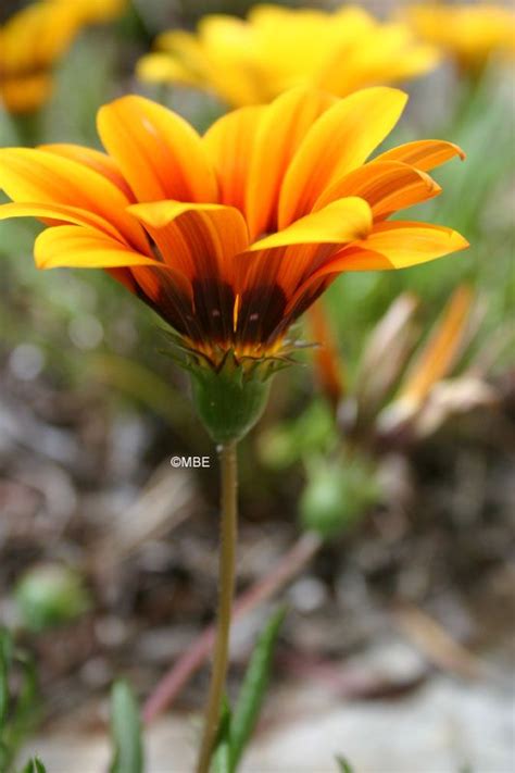 Flower reference photos for artists: Reference Photos for Artists: Flowers