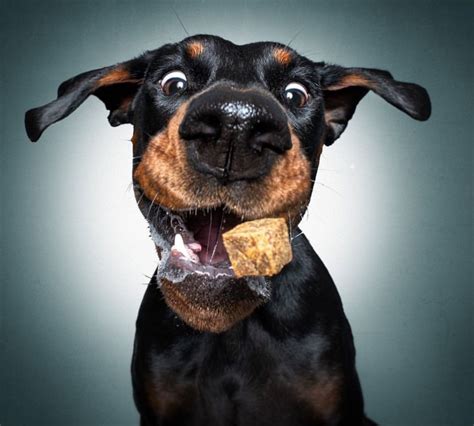 15 Hilarious Doberman Pinschers That Will Brighten Your Day Petpress