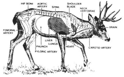 42 Deer Skeleton Diagram
