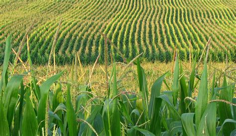 Farmers To See Large Corn And Soybean Harvests And Small Profits This