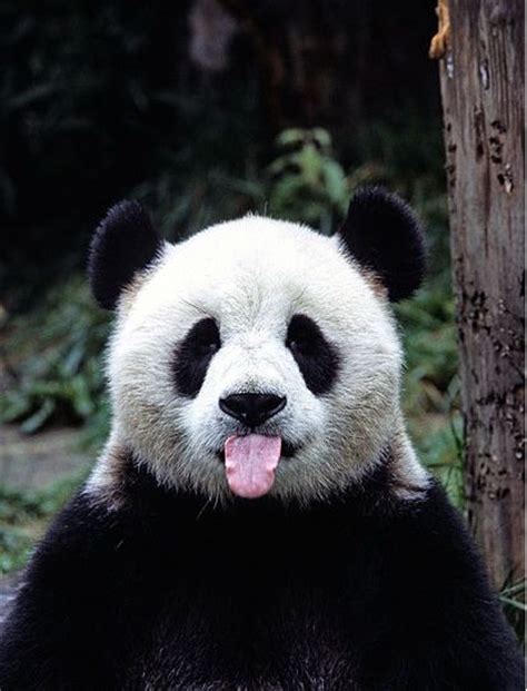 Ever Seen A Panda Stick Out Its Tongue Now You Have Animals