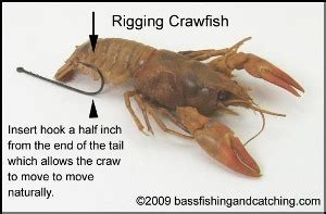 You still need to put in the effort to learn where to place that hook. Live Bait Rigs, Bass Fishing Live bait, Rigging Live Bait