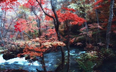 Nature Landscape Maple Leaves Trees River Japan Forest Ferns Hill Fall Wallpapers Hd