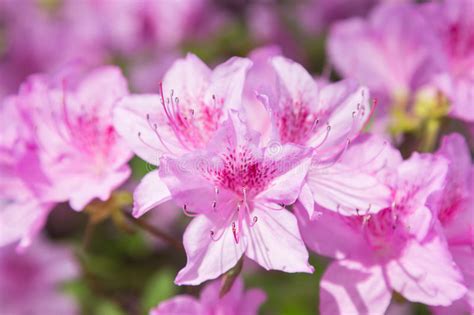 Closeup Of Pink Rhododendron Degronianum Flowers Blossom Stock Image