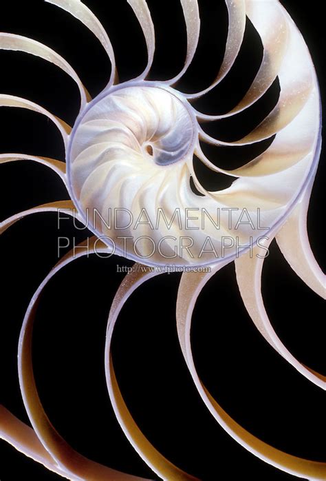 Nautilus Shell Fibonacci Mathematics Fundamental Photographs The