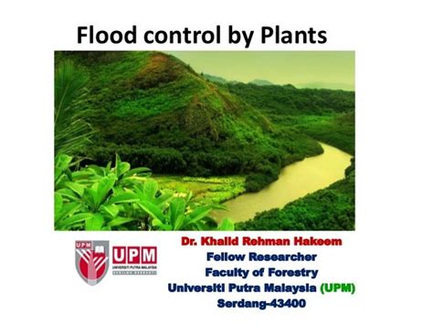 Flood Control By Plants
