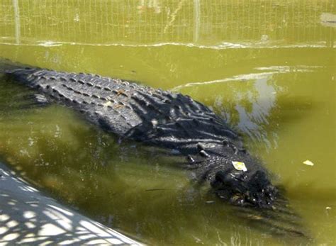 G1 Captura De Crocodilo De 6 4 M E 1 Tonelada Exigiu 100 Pessoas