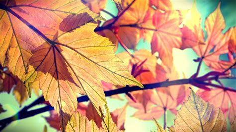 Wallpaper Sunlight Nature Branch Color Autumn Flower Season