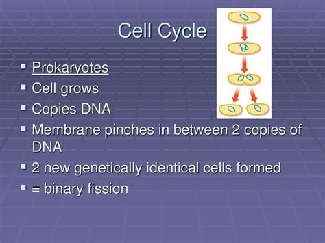 Process Of Cell Division Ppt Download