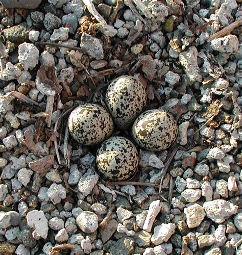 Killdeer Bird Eggs Bird Photo Hobby Farms