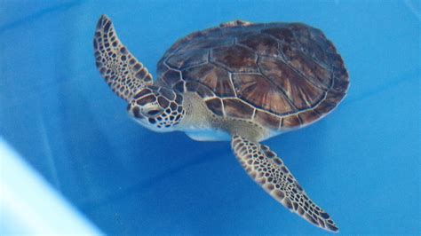Clearwater Marine Aquarium Releases 4 Rehabilitated Sea Turtles