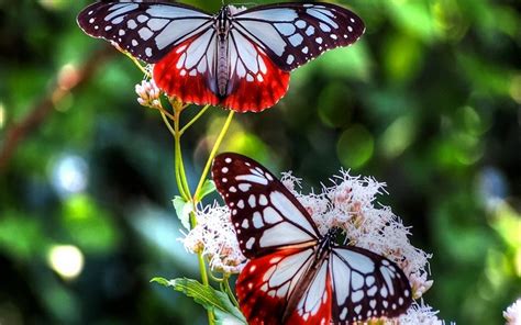 30 Colorful Butterfly Wallpapers Free To Download