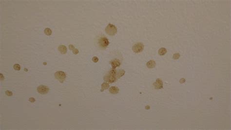 Orange Spots On Bathroom Ceiling Werfbat