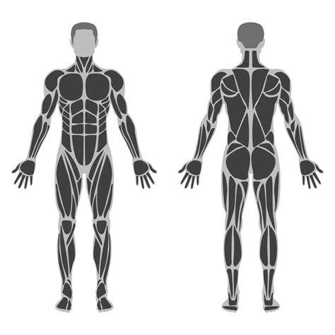 Illustration Of Male Muscular Anatomy 3988710 Vector Art At Vecteezy