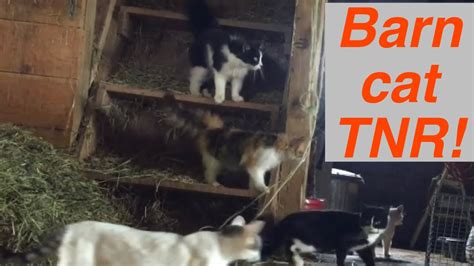 Trap Neuter Return Feral Barn Cats Cat Trapping Tnr Cat Cats Youtube