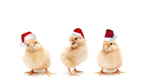A Chickens Christmas Carol Youtube