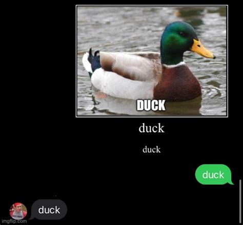 Duck Memes Imgflip