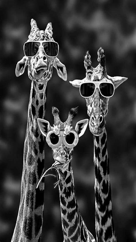 Funny Giraffes Cool Funny Giraffes Sunglasses Hd Phone Wallpaper