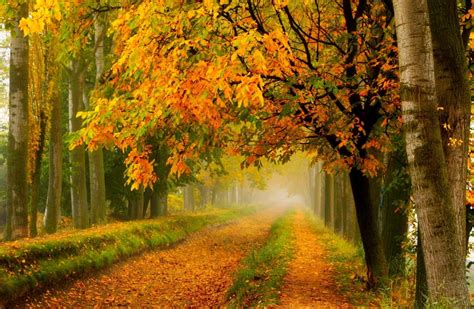 Fall Colors Walk Leaves Autumn Nature Trees Road Forest