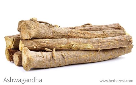 Ashwagandha Is The Oldest And Most Potent Herb Used In Ayurvedic