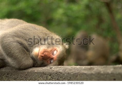 6456 Monkey Sleeping Images Stock Photos And Vectors Shutterstock