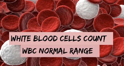 White Blood Cells Count Wbc Normal Range Blognex