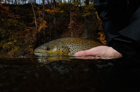 Fall Fly Fishing 2010 Atlantic Salmon Brown Trout And Rainbow Trout
