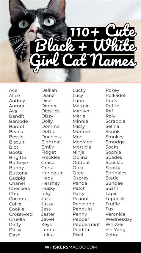 110 Cute Black And White Cat Names For Girl Cats Whiskers Magoo Girl Cat Names Cat Names