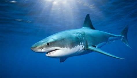 España Avistan Un Gran Tiburón Blanco Por Primera Vez Desde Hace Más