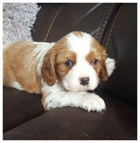 The cavalier king charles spaniel has a slightly rounded face, a small conical muzzle, big round dark eyes, long floppy ears and a long feathered tail. Cavalier King Charles Spaniel Puppies For Sale | Houston ...