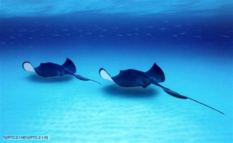 Bbc Nature Stingrays Videos News And Facts