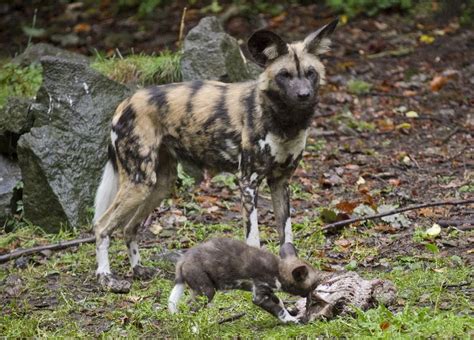 Edinburgh Zoo Welcomes An Endangered African Hunting Dog Puppy Zooborns