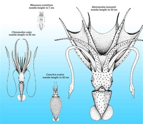 The giant squid rivals the colossal squid in overall size. This diagram shows the difference in sizes in different ...