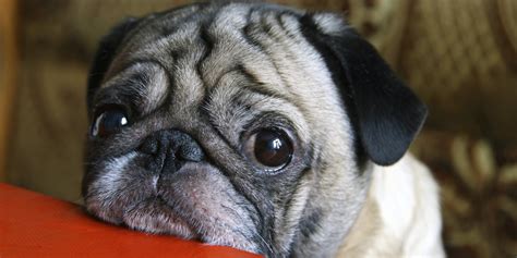 How Our Dog Obsession May Actually Be Making Their Lives Miserable