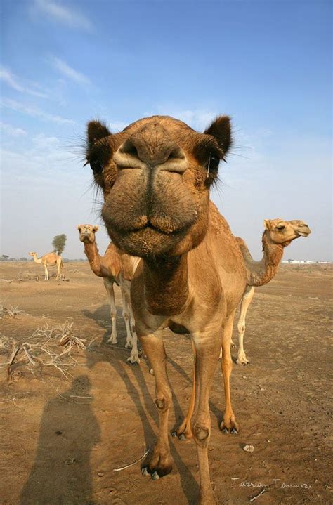 Camello Fotos Animales Asombrosos Animales Y Animales Lindos