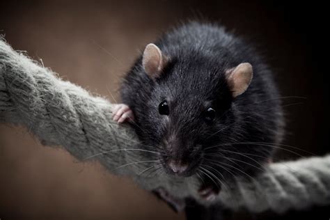 Rats A Global Species Thanks To Ships Ansi Blog