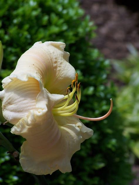 Daylily Haiku Thursday Profiling A Girl And Her Garden A