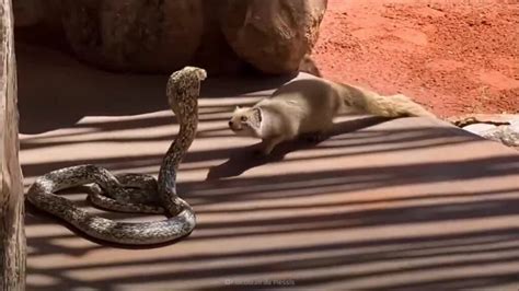 The Mongoose And The King Cobra Play With Each Other Forming A Strange