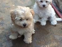 Maltipoo puppies males and females. maltipoo for sale in Oregon Classifieds & Buy and Sell in ...