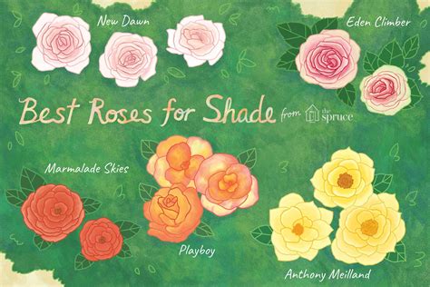 Cover a shady wall or fence with these hardy climbing plants. 18 Great Roses Varieties for Shady Gardens