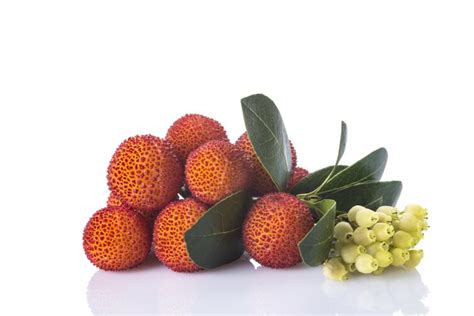 In this video we are going to explain how to reproduce the best conditions to make a fockea edulis. Может ли земляника расти на деревьях? | Растения ...