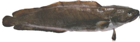 One of our most comfortable recliners to date, the overstuffed biscuit back is filled with premium cushioning fibers along with the back, seat, arms and chaise lounge. Brosme